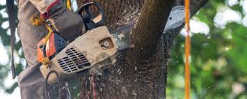 Wheaton, MN Tree Services Company